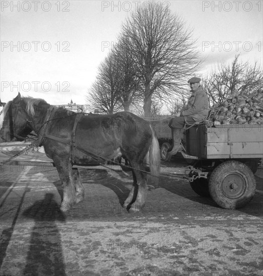 Bringing a load of sugar beet to the sugar mill in Arlöv, Scania, Sweden, c1940s(?). Artist: Otto Ohm