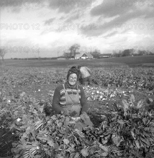 Harvesting sugar beet, Scania, Sweden, 1949. Artist: Otto Ohm