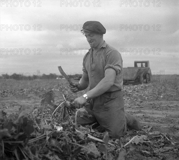 Harvesting sugar beet, Scania, Sweden, 1949. Artist: Otto Ohm