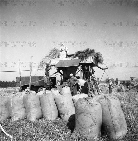 Threshing in the fields, Sweden, 1949. Artist: Otto Ohm