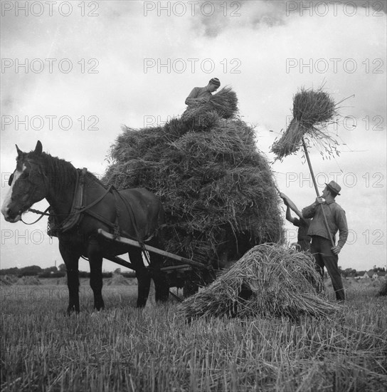 Haymaking, Scania, Sweden, 1940s. Artist: Otto Ohm