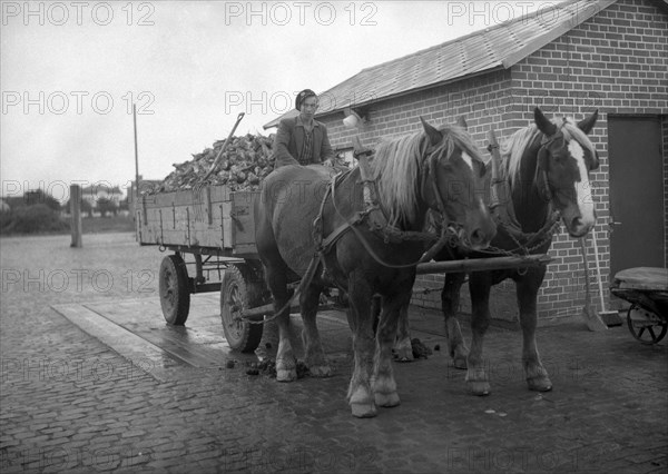 Horse-drawn wagon loaded with sugar beet at a sugar mill, Arlöv, Scania, Sweden, c1940s(?). Artist: Otto Ohm