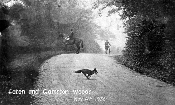 Fox running across the road, Eaton and Gamston Woods, near Retford, Nottinghamshire, 1936. Artist: Unknown