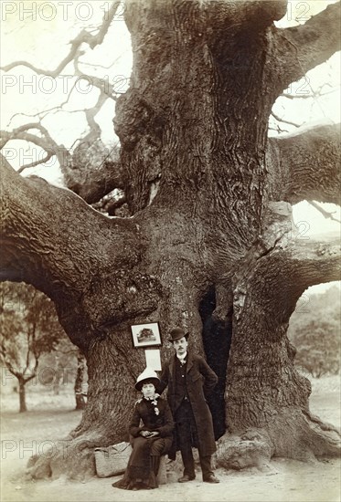 Major Oak, Edwinstowe, Sherwood Forest, Nottinghamshire, 1885. Artist: Unknown