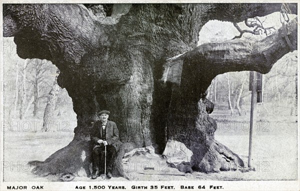 Major Oak, Edwinstowe, Sherwood Forest, Nottinghamshire, c1900. Artist: Unknown