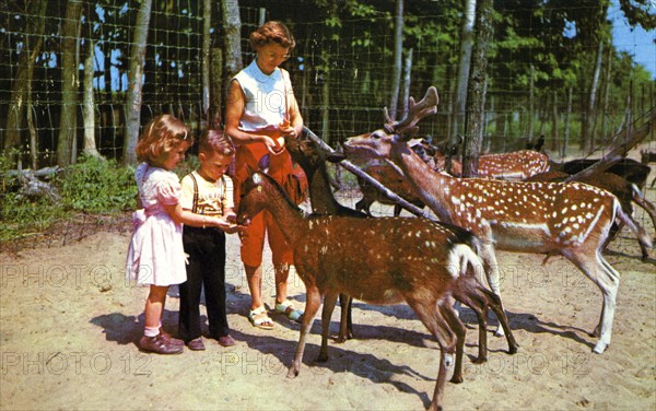 A mother and her two children feeding deer in an enclosure, USA, 1955. Artist: Unknown