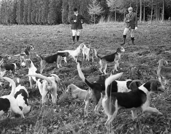 Hunting with beagles, c1960s.