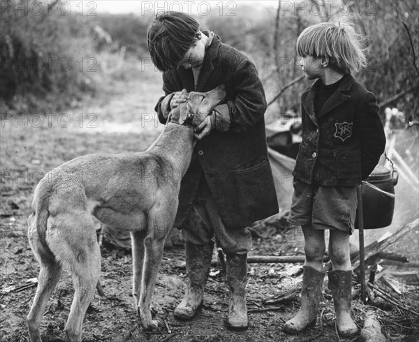 Gypsy boys with dog, Surrey, 1960s.