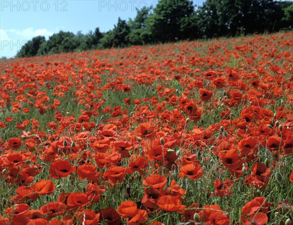 Poppy Fields, Great Bookham, Surrey, England, c2000.
