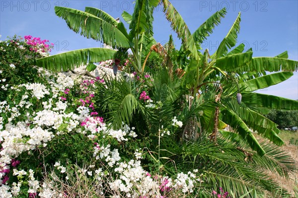 Flowers and palms, Katelios, Kefalonia, Greece.