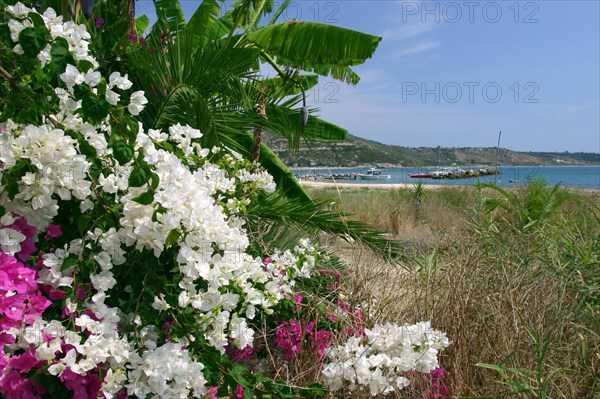 Flowering shrubs and palms, Katelios, Kefalonia, Greece.