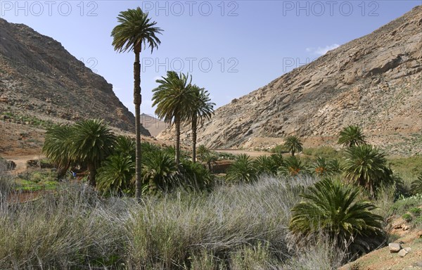 Vega de Rio Palmas, Fuerteventura, Canary Islands.