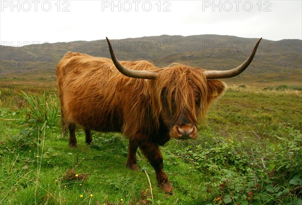 Highland cattle, Scotland.