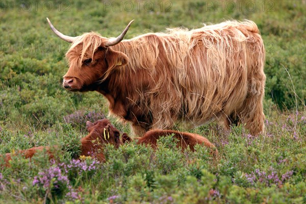 Highland cattle, Scotland.