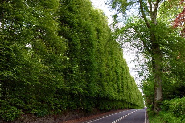 Meikleour Beech Hedge, Perthshire, Scotland.