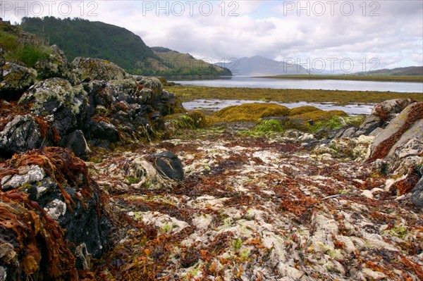 Seaweed near Eilean Donan Castle, Highland, Scotland.