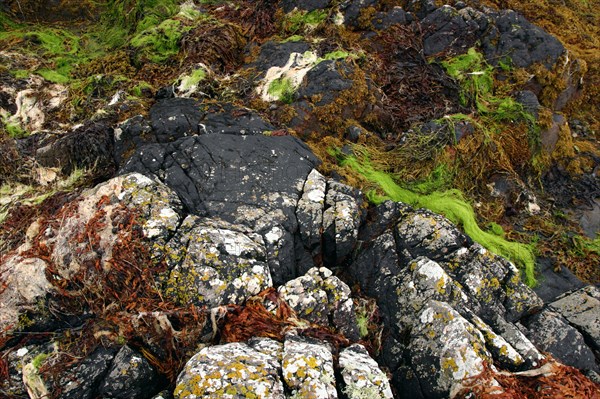 Seaweed near Eilean Donan Castle, Highland, Scotland.