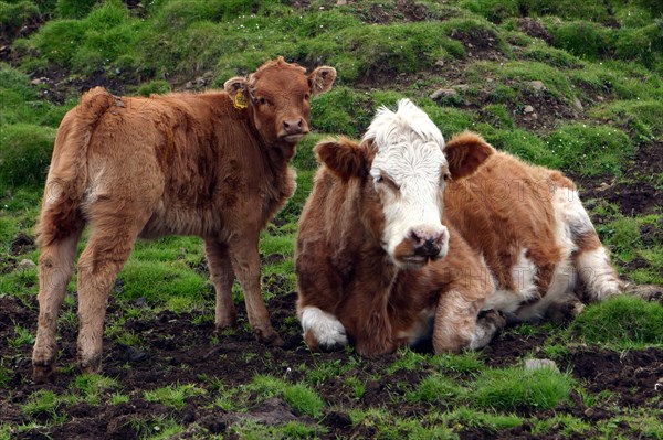 Cattle, Skye, Scotland.