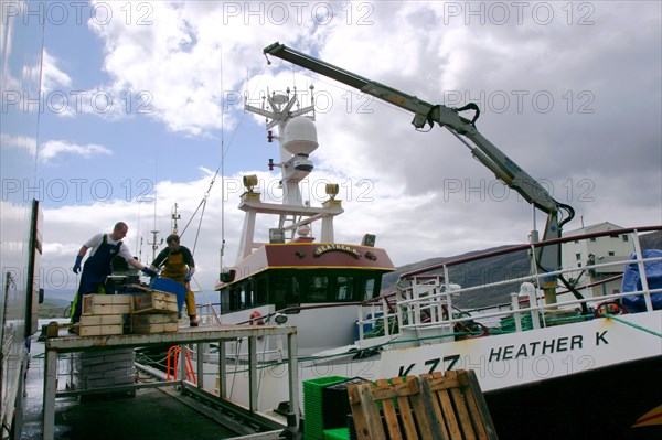 Unloading fish, Ullapool, Highland, Scotland.