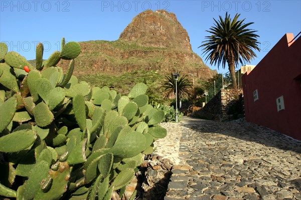 Cactus and street in Masca, Tenerife, Canary Islands, 2007.