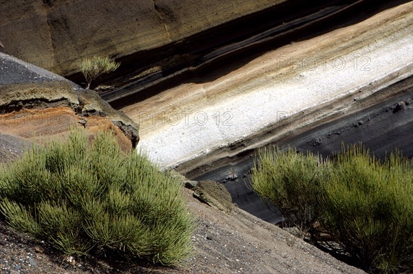 Vegetation and rock formations, Parque Nacional del Teide, Tenerife, Canary Islands, 2007.