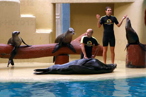 Sea lion show, Loro Parque, Tenerife, Canary Islands, 2007.