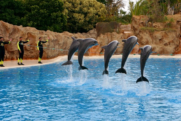 Dolphin show, Loro Parque, Tenerife, Canary Islands, 2007.