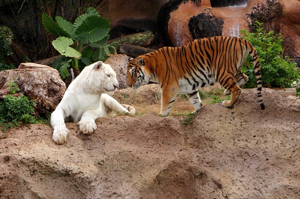 Tigers, Loro Parque, Tenerife, Canary Islands, 2007.