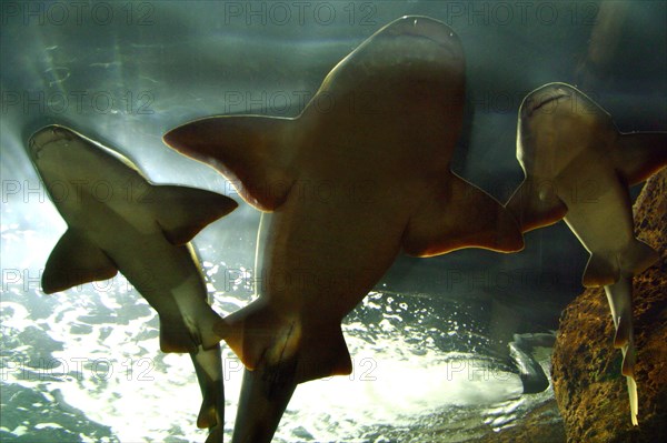 Basking sharks in the aquarium, Loro Parque, Tenerife, Canary Islands, 2007.