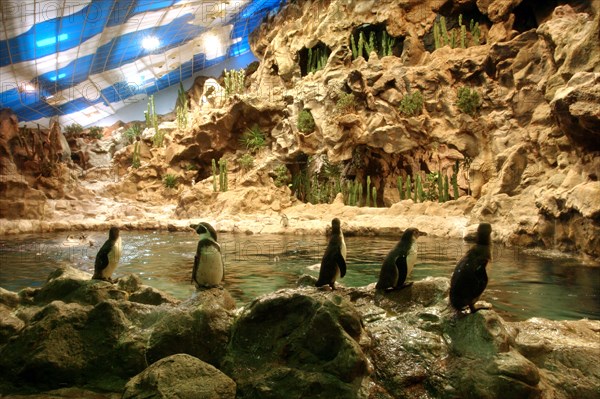 Penguins, Loro Parque, Tenerife, Canary Islands, 2007.