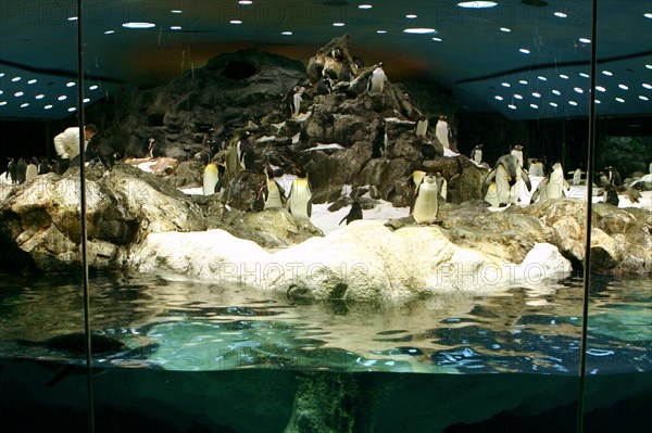 Penguins, Loro Parque, Tenerife, Canary Islands, 2007.