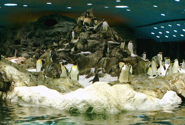 Penguins, Loro Parque, Tenerife, Canary Islands, 2007.