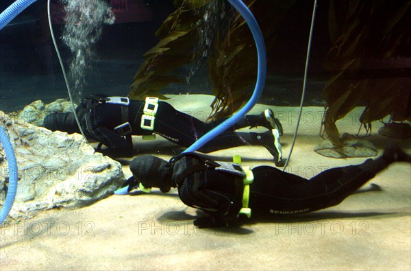 Aquarium cleaners, Loro Parque, Tenerife, Canary Islands, 2007.