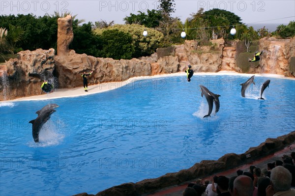 Dolphin show, Loro Parque, Tenerife, Canary Islands, 2007.