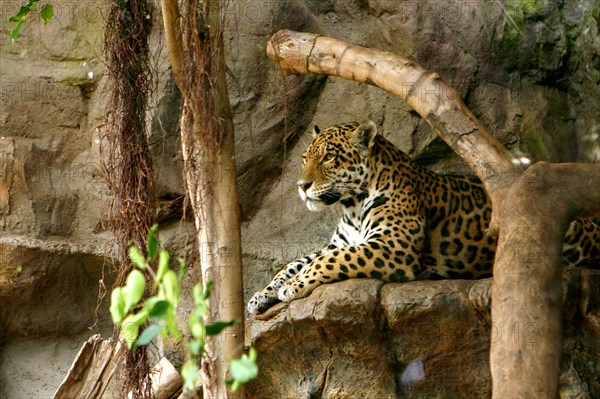 Jaguar, Loro Parque, Tenerife, Canary Islands, 2007.