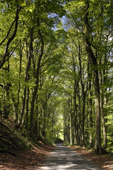 Tree-lined road, Castleton, Derbyshire.