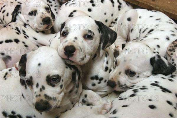 Dalmatian puppies.