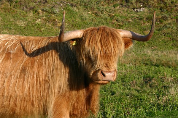 Highland cattle, Scotland.