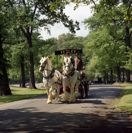 Tetley shire horses, Roundhay Park, Leeds, West Yorkshire, 1968.  Artist: Michael Walters