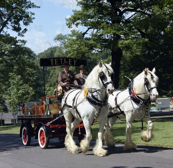 Tetley shire horses, Roundhay Park, Leeds, West Yorkshire, 1968.  Artist: Michael Walters