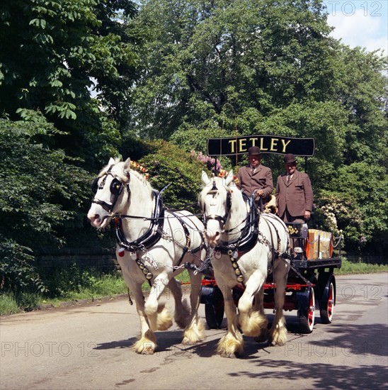 Tetley shire horses, Roundhay Park, Leeds, West Yorkshire, 1968.  Artist: Michael Walters