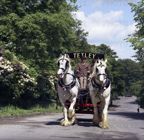 Tetley shire horses, Roundhay Park, Leeds, West Yorkshire, 1968.  Artist: Michael Walters