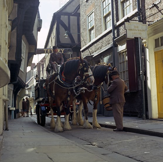 Tetley shire horses in the Shambles, York, North Yorkshire, 1969. Artist: Michael Walters