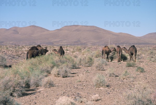 Camels, Trans Atlas road, Morocco.