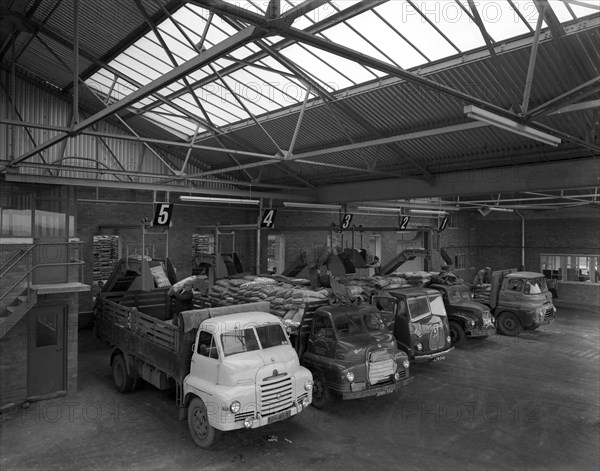 Line up of 1950s lorries at Spillers Animal Foods, Gainsborough, Lincolnshire, 1961.  Artist: Michael Walters