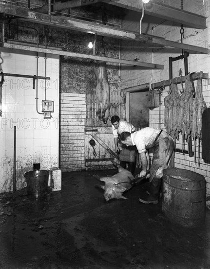 Butchery factory, Rawmarsh, South Yorkshire, 1955.  Artist: Michael Walters