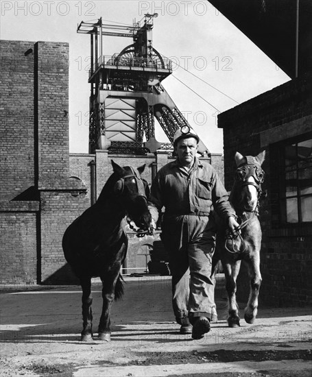 Pit ponies, South Yorkshire, 1967. Artist: Michael Walters