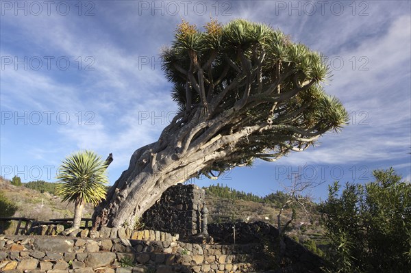 Dragon tree, La Palma, Canary Islands, Spain, 2009.