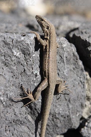 Lizard, La Palma, Canary Islands, Spain, 2009.