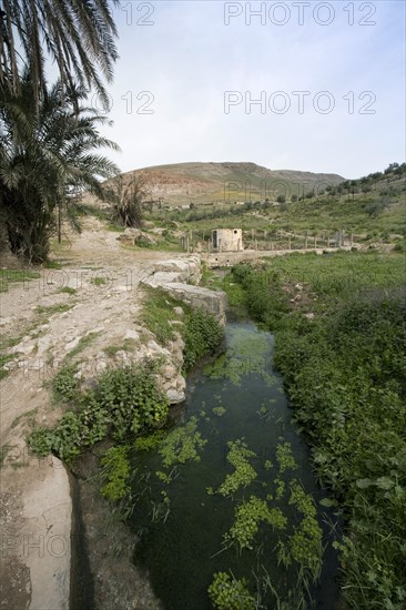 Nymphaea at Bulla Regia, Tunisia. Artist: Samuel Magal